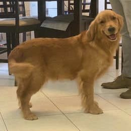 German Shepherd and Golden Retriever Puppies from Vom Bethel