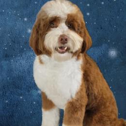 Lux - Goldendoodle