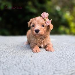 Carina - Red female Aussiedoodle puppy in Centreville, Mississippi from Trin's Designer Doodles