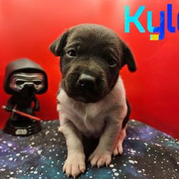 Kylo - Black and white male Rat Terrier puppy in Lynn, Alabama from Cryptic Rat Terriers