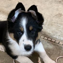 Border Collie Puppies from GTR K9 Border Collies
