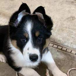 Border Collie Puppies from GTR K9 Border Collies