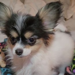 Girl 2 - White black and tan female Papillon puppy in Florida from Tammy's Papillon Playpen