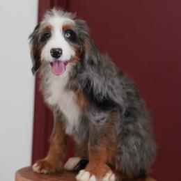 Josh (socialization program student) - Merle male Bernedoodle puppy in Dundee, Ohio from Down Home Doodle