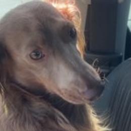 Dachshunds from az.doxie_plug