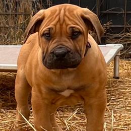 HOT PINK - Red female Boerboel puppy in Pennsylvania from Cold River Boerboels