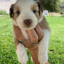 Cookie Dough - Red merle male Miniature Australian Shepherd puppy in Sonora, California from Quarle Ranch Mini Aussies