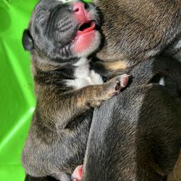 Boxer Puppies from Reynolds Homestead Boxers