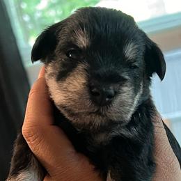 Boy-1 black lightning - Black male Miniature Schnauzer puppy in Lehigh Acres, Florida from Regency Schnauzer