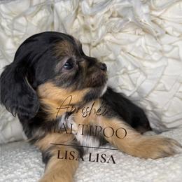Prague - Phantom female Maltipoo puppy in Weatherford, Texas from Aprishew Maltipoo