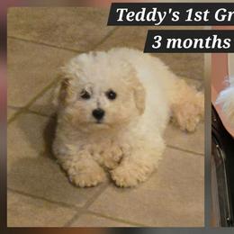 Maltipoo and Poodle Puppies from Cowgirl's Legacy Maltipoos