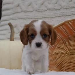 Amber - Blenheim female Cavalier King Charles Spaniel puppy in Marcellus, Michigan from Coolcreek Pets