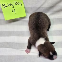 Boy 4 - Red and white male Basenji puppy in Caldwell, Texas from Candyce Witte