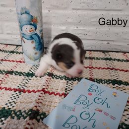 Boy 1 - male Pembroke Welsh Corgi puppy in Tucson, Arizona from Sierrita Mountain Corgis