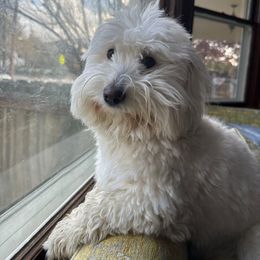 Bijoux - Coton de Tulear