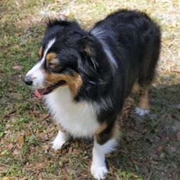 Monkey - Australian Shepherd