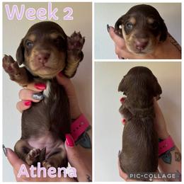 Athena ( pending ) - Chocolate and cream female Dachshund puppy in Michigan from M.H.P Dachshunds