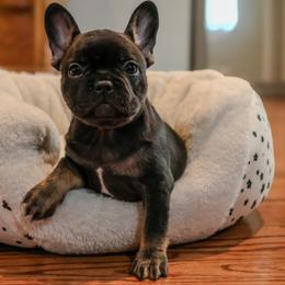 Swan - Tricolors female French Bulldog puppy in Snellville, Georgia from Felicia's French Bulldogs