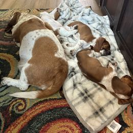 Basset Hound Puppies from Fawn's Bassetts