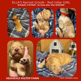 Apricot Grizzle - Red Collar Girl - Apricot female Poodle puppy in Charlo, Montana from Heavenly Hilltop Farm