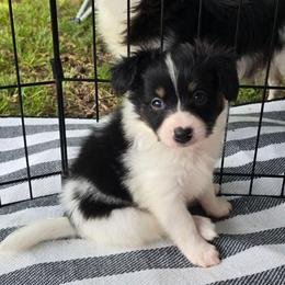 Bjorn - White black and tan male Papillon puppy in Hollister, Missouri from Swan Creek Kennel