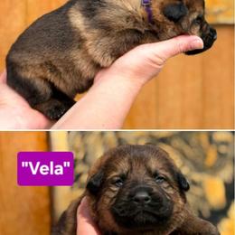 Girl 2 - Sable female German Shepherd puppy in Farmington, Maine from Pine State Shepherds