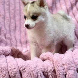 Marigold - Merle female Pomsky puppy in Aberdeen, Idaho from Willow Creek Cresteds