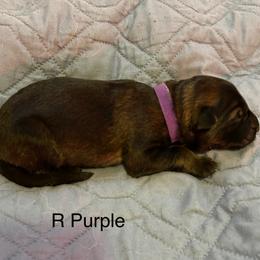 Boy 4 - German Shepherd puppy from Von Cluskey German Shepherds