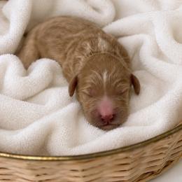 Salem - Yellow and white female Bernedoodle puppy in High Point, North Carolina from Kingsfield Doodles