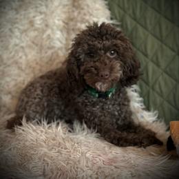 Frannie - Poodle
