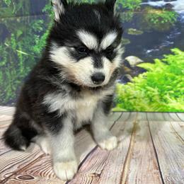 Lova - Black and white female Siberian Husky puppy in Collins, Iowa from Homegrown Huskies
