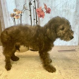 Girl 2 - Blue Bedlington Terrier puppy in Vancouver, Washington from Rohan Kennels