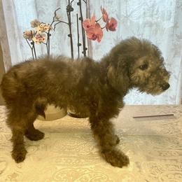 Girl 2 - Blue Bedlington Terrier puppy in Vancouver, Washington from Rohan Kennels