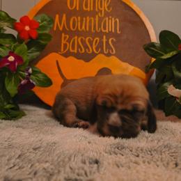 Female 2 - Mahogany and white female Basset Hound puppy in Robbins, Tennessee from Orange Mountain Basset Hounds