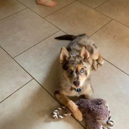 Pomsky Puppies from Pomskies 4 Dayz