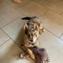 Pomsky Puppies from Pomskies 4 Dayz