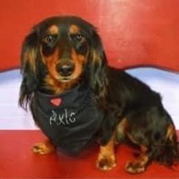 Axle - Dachshund