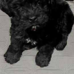 Miniature Schnauzer Puppies from Blue Ribbon Schnauzers