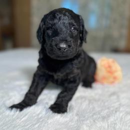 Daisy - Black female Goldendoodle puppy in Osage City, Kansas from Golden Ridge Goldens