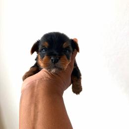 Remi - Black and tan male Yorkshire Terrier puppy in Carencro, Louisiana from Ledet’s Yorkies