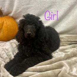 Poodle Puppies from Marion Standard Poodles