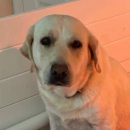 Addy - Labrador Retriever
