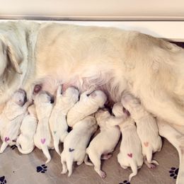 2nd Pick Female - Light golden female Golden Retriever puppy in Sarasota, Florida from Platinum Paws Puppies