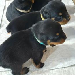 Alden male 1 - Black and mahogany male Rottweiler puppy in Live Oak, Florida from K&R RANCH KENNELS