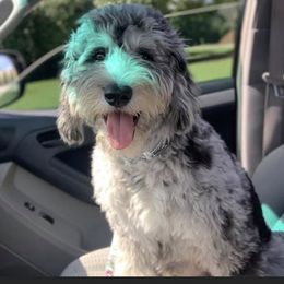 Piper  - Aussiedoodle