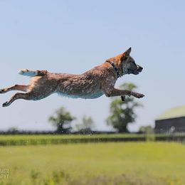 Australian Cattle Dogs from Outfoxed Australian Cattle Dogs