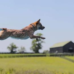 Australian Cattle Dogs from Outfoxed Australian Cattle Dogs