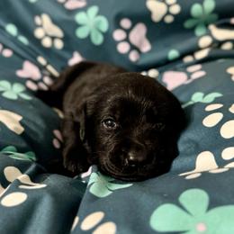 Orange Collar - Black male Labrador Retriever puppy in Somerset, California from Cantina Labs and Cavs
