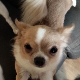 Bugsy - Chihuahua