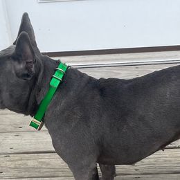 French Bulldogs from Gibson Acres